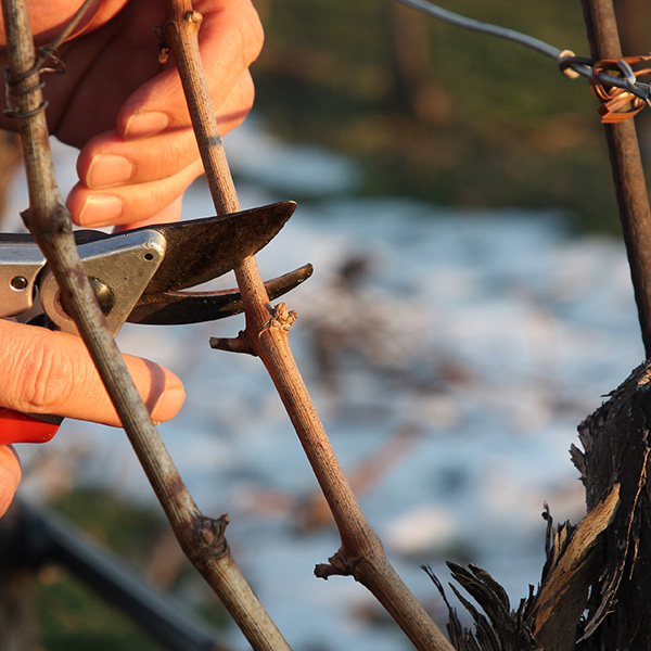 grape vine pruning in winter