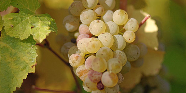 riesling grapes on a vine