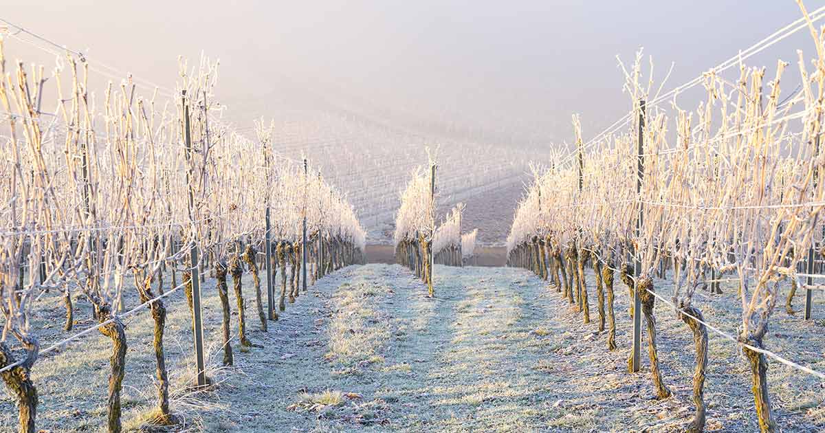 Rows of wine grape vines in a vineyard, covered in snow.